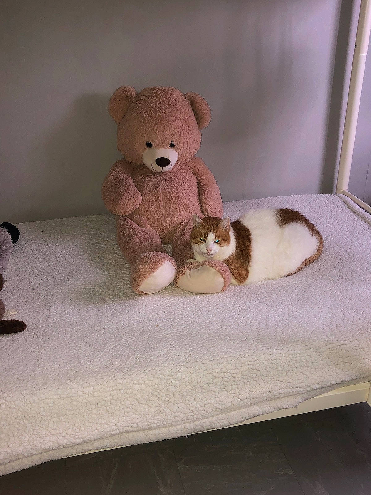 Rocky a rejoint le concours — aidez-le/la à gagner de superbes lots ! bed, bedding, cat, comfort, domestic_short_haired_cat, fawn, felidae, fur, linens, plush, room, small_to_medium_sized_cats, snout, stuffed_toy, tail, teddy_bear, toy, whiskers, wood, wool