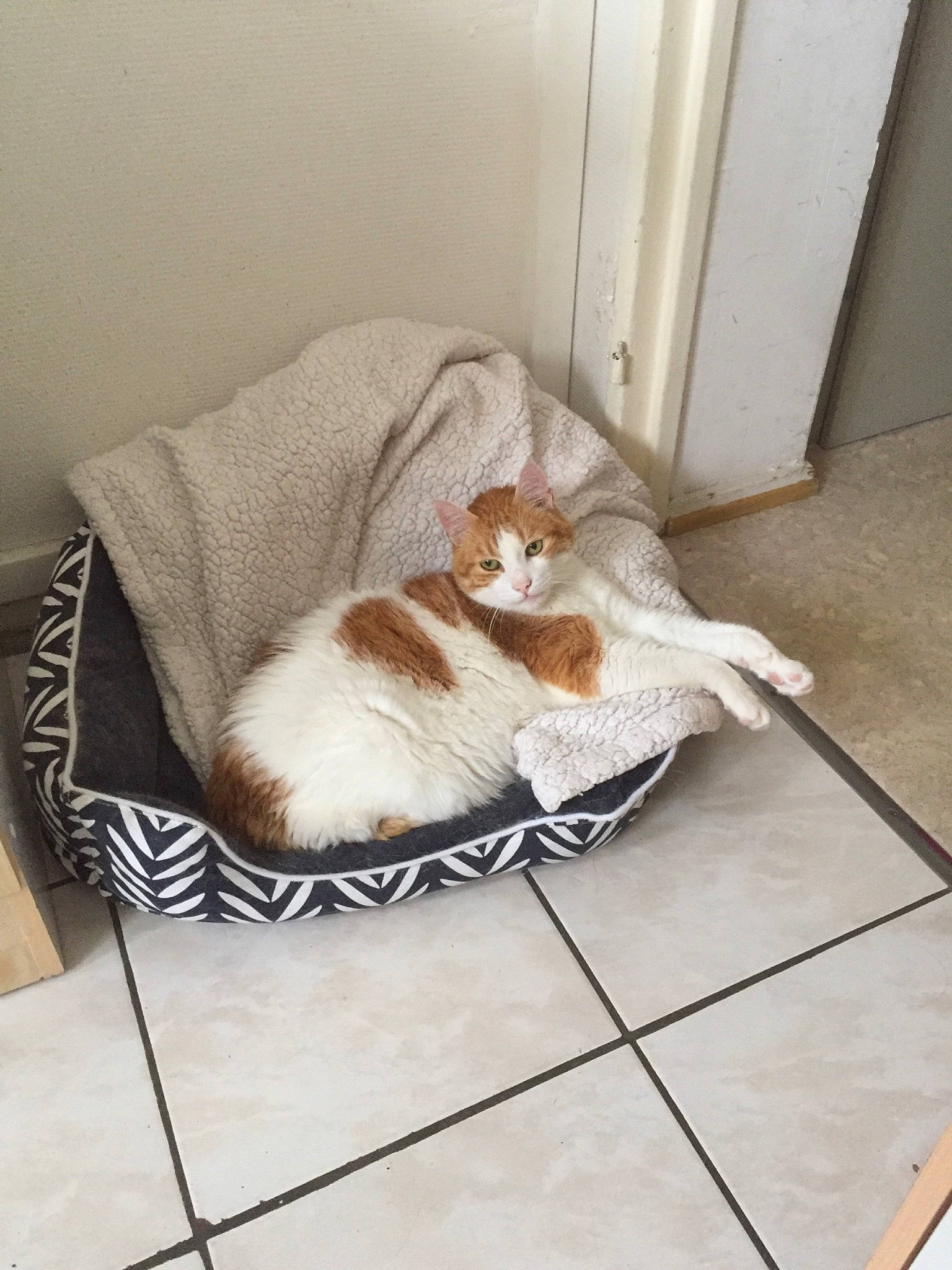 Rocky a rejoint le concours — aidez-le/la à gagner de superbes lots ! carnivore, cat, cat_supply, comfort, companion_dog, dog_breed, domestic_short_haired_cat, door, fawn, felidae, floor, flooring, fur, hardwood, linens, pet_supply, small_to_medium_sized_cats, tail, whiskers, wood