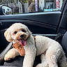 Zero Rojas joined the competition — help win amazing prizes! dog, white_dog, fluffy, pet, car, car_interior, dog_harness, happy, tongue_out, seat, window, sunlight, vehicle, side_mirror, resting, canine, domestic_animal, travel, companion, cute