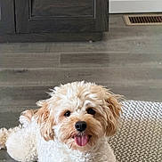 Zero Rojas joined the competition — help win amazing prizes! dog, puppy, curly_fur, tongue_out, indoor, rug, floor, cabinet, vent, happy, pet, animal, cute, small_dog, light_brown, white_fur, fur, lying_down, home, carpet