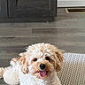 dog, puppy, curly_fur, tongue_out, indoor, rug, floor, cabinet, vent, happy, pet, animal, cute, small_dog, light_brown, white_fur, fur, lying_down, home, carpet