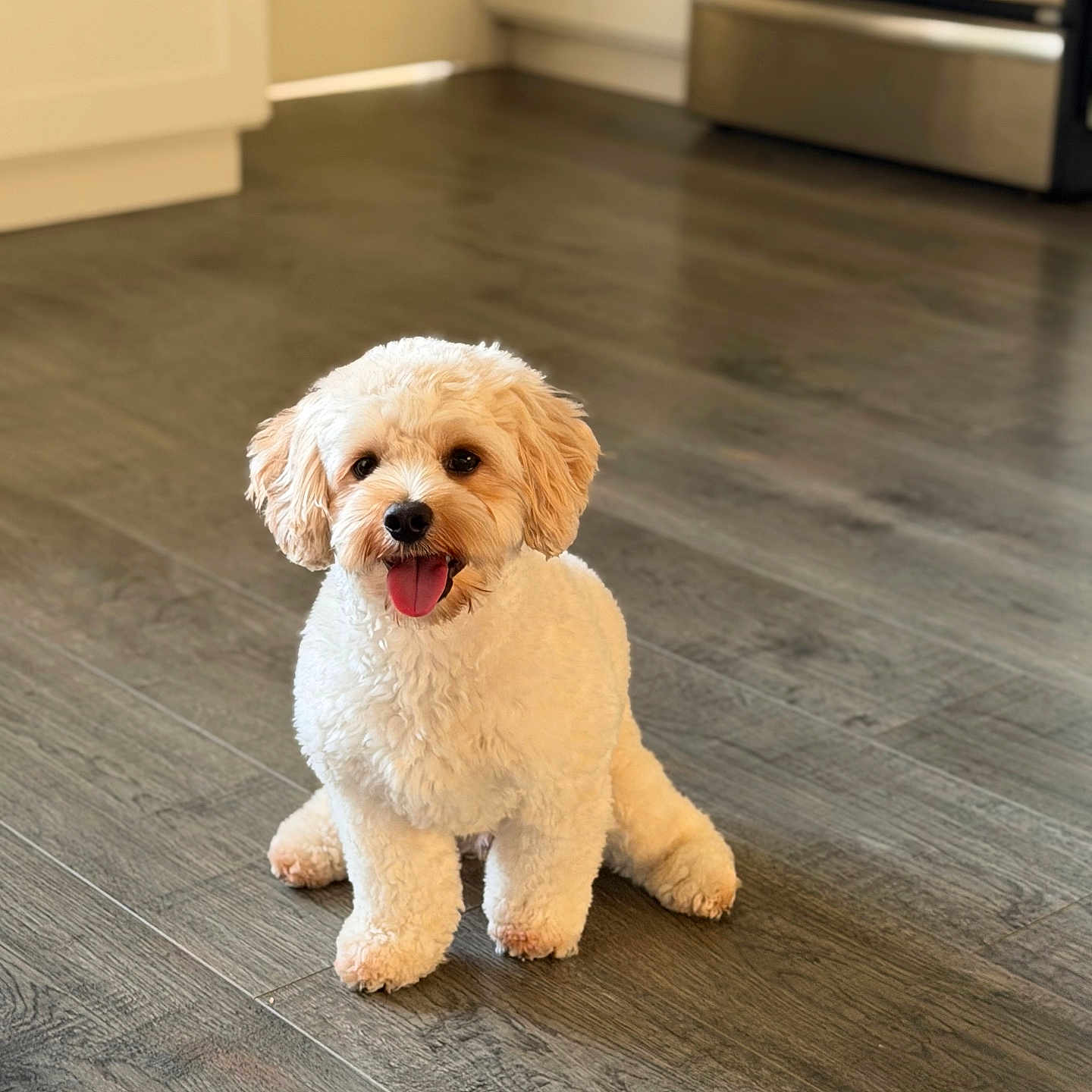 Zero Rojas joined the competition — help win amazing prizes! dog, puppy, indoor, floor, wooden_floor, tongue_out, curly_fur, pet, cute, happy, small_dog, kitchen, appliance, home, animal, sitting, fur, canine, domestic_animal, smiling