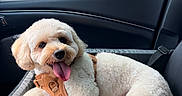 Zero joined the competition — help win amazing prizes! car, car_seat, companion, cream_color, daytime, dog, fluffy, happy, harness, interior, outdoor_view, pet, relaxing, seatbelt, side_mirror, sunlight, tongue_out, travel, vehicle, window