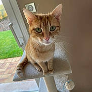 Cacahuète a rejoint le concours — aidez-le/la à gagner de superbes lots ! animal, cat, cat_tree, curious, door, ears, face, feline, fur, grass, green_eyes, home, indoor, orange_tabby, patio, perched, pet, toy, whiskers, window