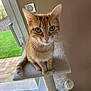 animal, cat, cat_tree, curious, door, ears, face, feline, fur, grass, green_eyes, home, indoor, orange_tabby, patio, perched, pet, toy, whiskers, window