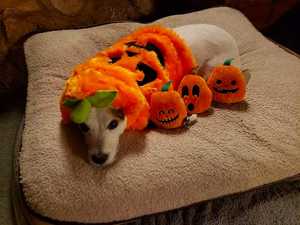 Duffy joined the competition — help win amazing prizes! calabaza, canidae, carnivore, companion_dog, dog, dog_breed, dog_supply, dog_toy, fawn, ingredient, linens, orange, pumpkin, sporting_group, stuffed_toy, table, toy, vegetable, wood, working_animal