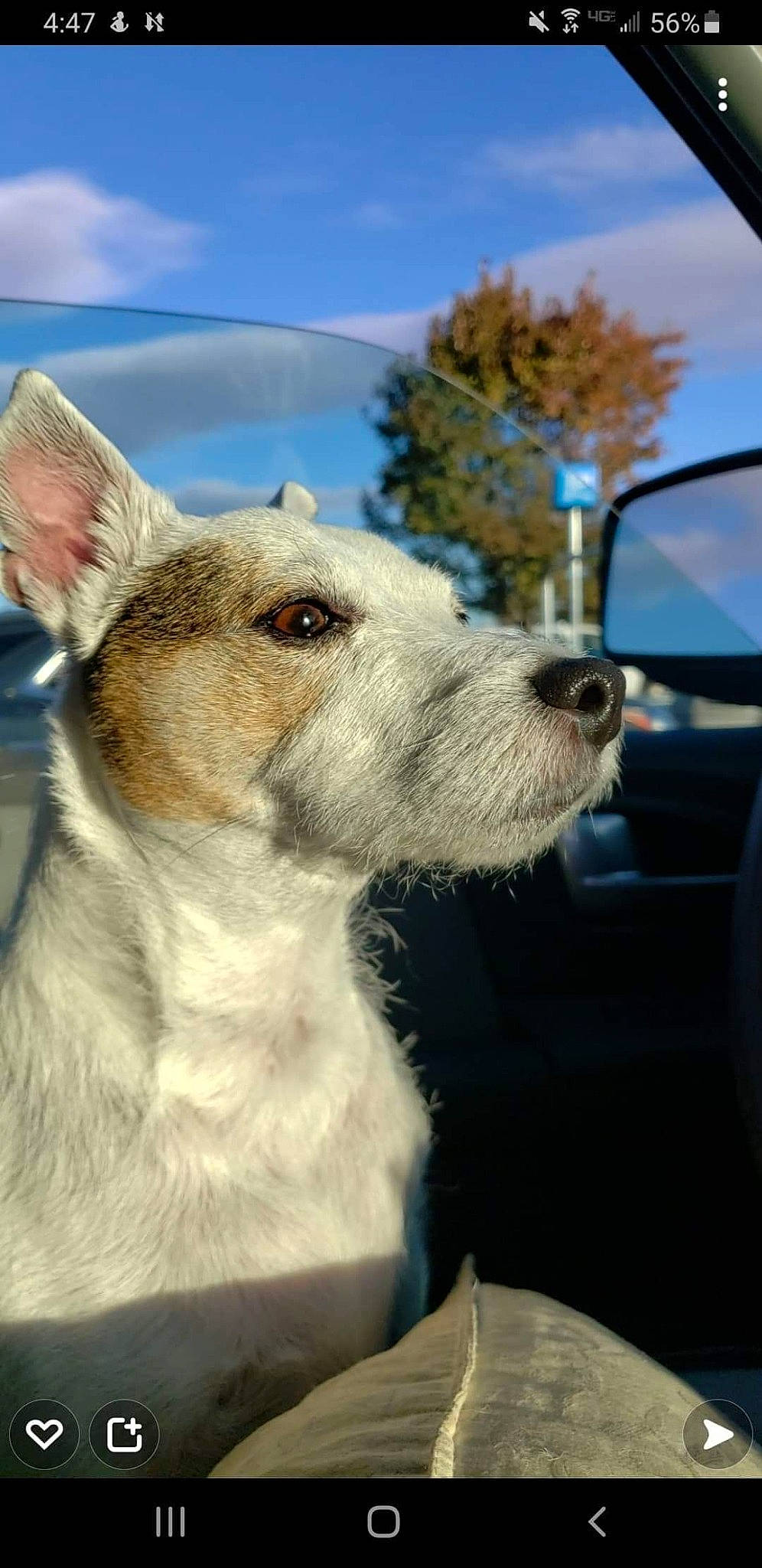 Duffy is registered to the contest to win money with this photo: automotive_mirror, canidae, carnivore, cloud, collar, companion_dog, dog, dog_breed, dog_collar, fawn, fur, mirror, sky, sporting_group, terrier, tree, vehicle_door, whiskers, windshield, working_animal