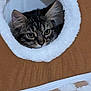 Vanille participe au concours pour gagner de l'argent avec cette photo : cat, tabby, face, peeking, cozy, fluffy, circular_opening, brown, white, soft_texture, blanket, pet, indoor, cute, animal, fur, ears, whiskers, resting, curious