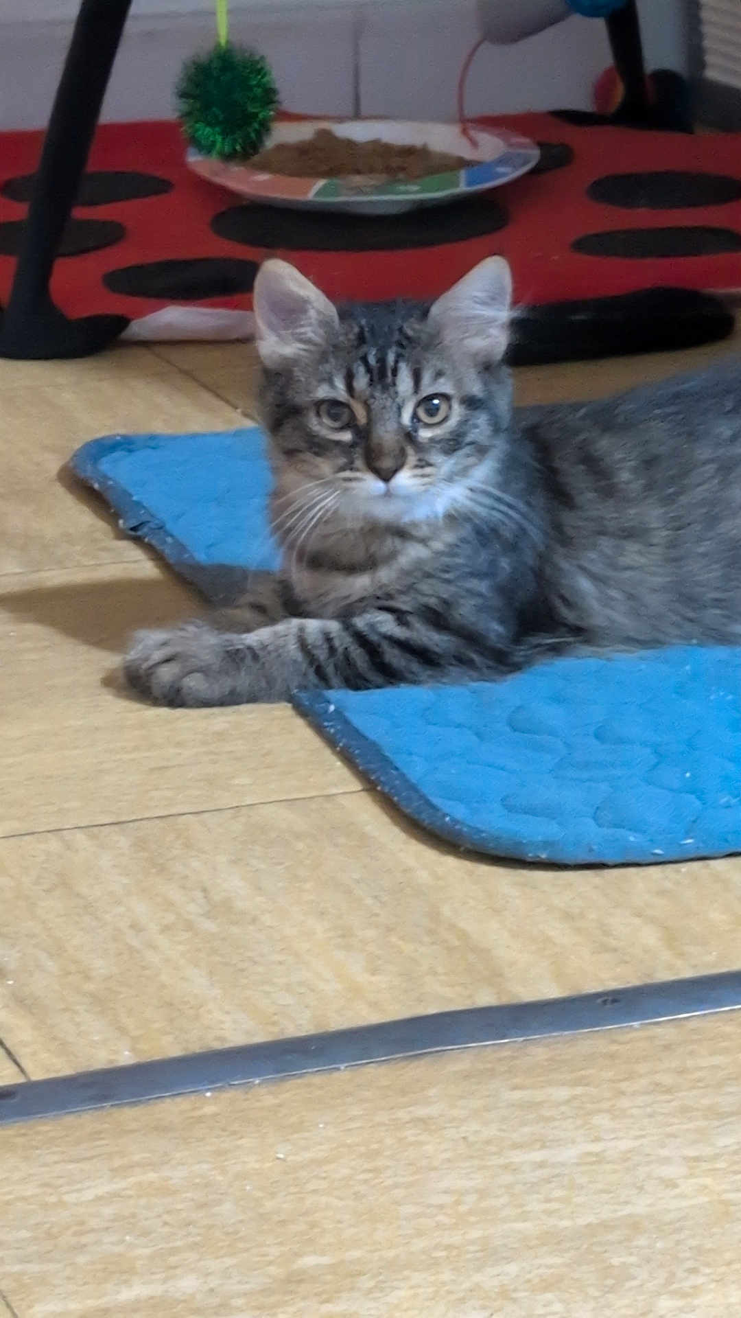Vanille a rejoint le concours — aidez-le/la à gagner de superbes lots ! cat, kitten, tabby, blue_mat, toy, food_dish, indoor, tiled_floor, pet, animal, feline, curious, young, resting, domestic, cute, whiskers, ears, paws, laying_down