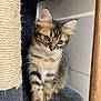 Vanille a rejoint le concours — aidez-le/la à gagner de superbes lots ! kitten, cat, tabby, fur, whiskers, ears, scratching_post, cat_tree, gray, brown, black, striped, indoor, pet, cute, animal, young, feline, sitting, curious