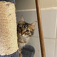 Vanille participe au concours pour gagner de l'argent avec cette photo : cat, kitten, tabby, scratching_post, curious, peeking, indoor, feline, pet, wooden_stick, tile_wall, closeup, whiskers, ears, fur, playful, animal, young, cute, domestic