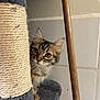 cat, kitten, tabby, scratching_post, curious, peeking, indoor, feline, pet, wooden_stick, tile_wall, closeup, whiskers, ears, fur, playful, animal, young, cute, domestic