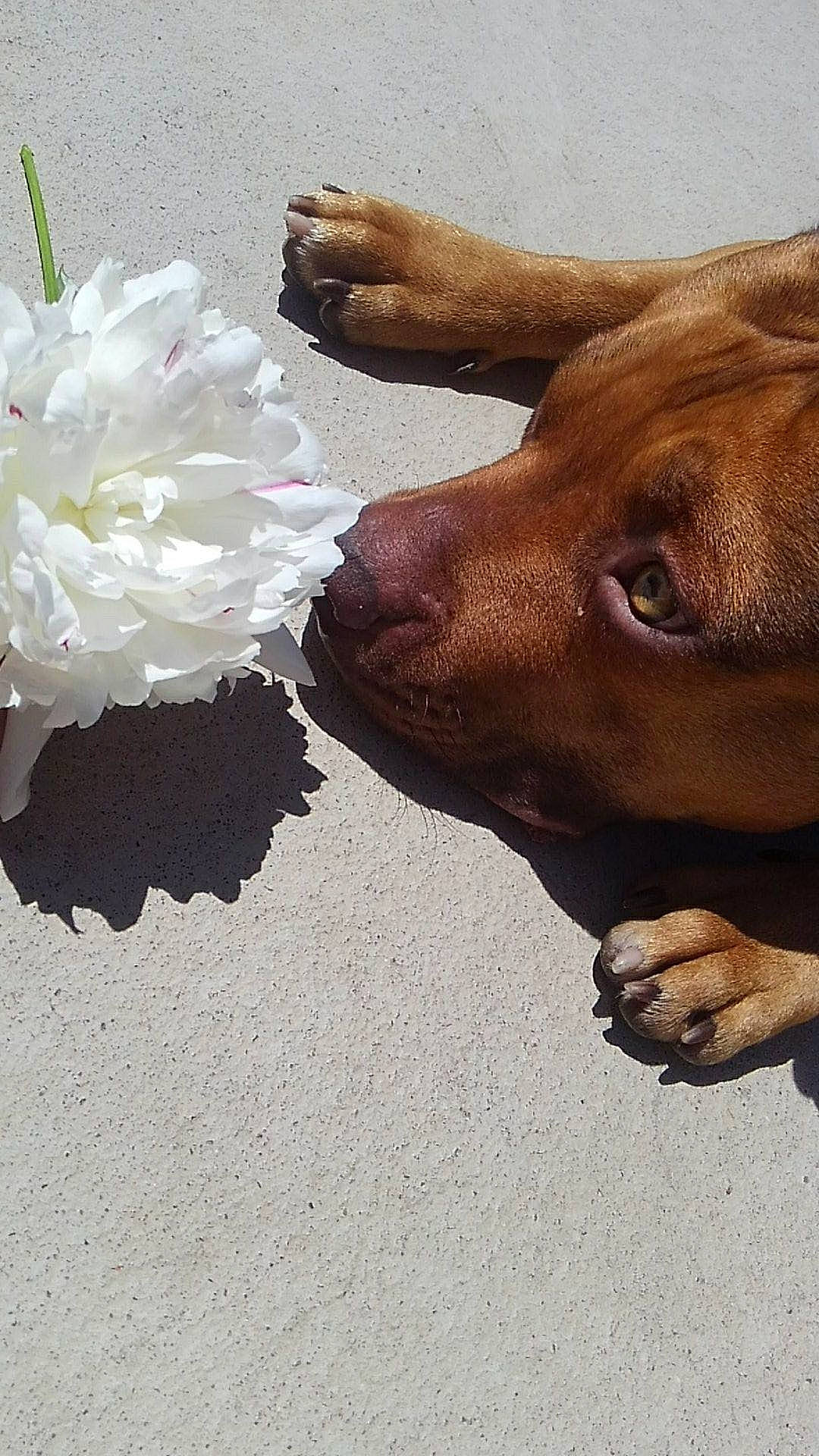 Gremlin is registered to the contest to win money with this photo: blossom, bovine, canidae, carnivore, companion_dog, dog, dog_breed, fashion_accessory, fawn, flower, fur, gesture, human_leg, liver, petal, snout, sporting_group, terrestrial_animal, whiskers, working_animal