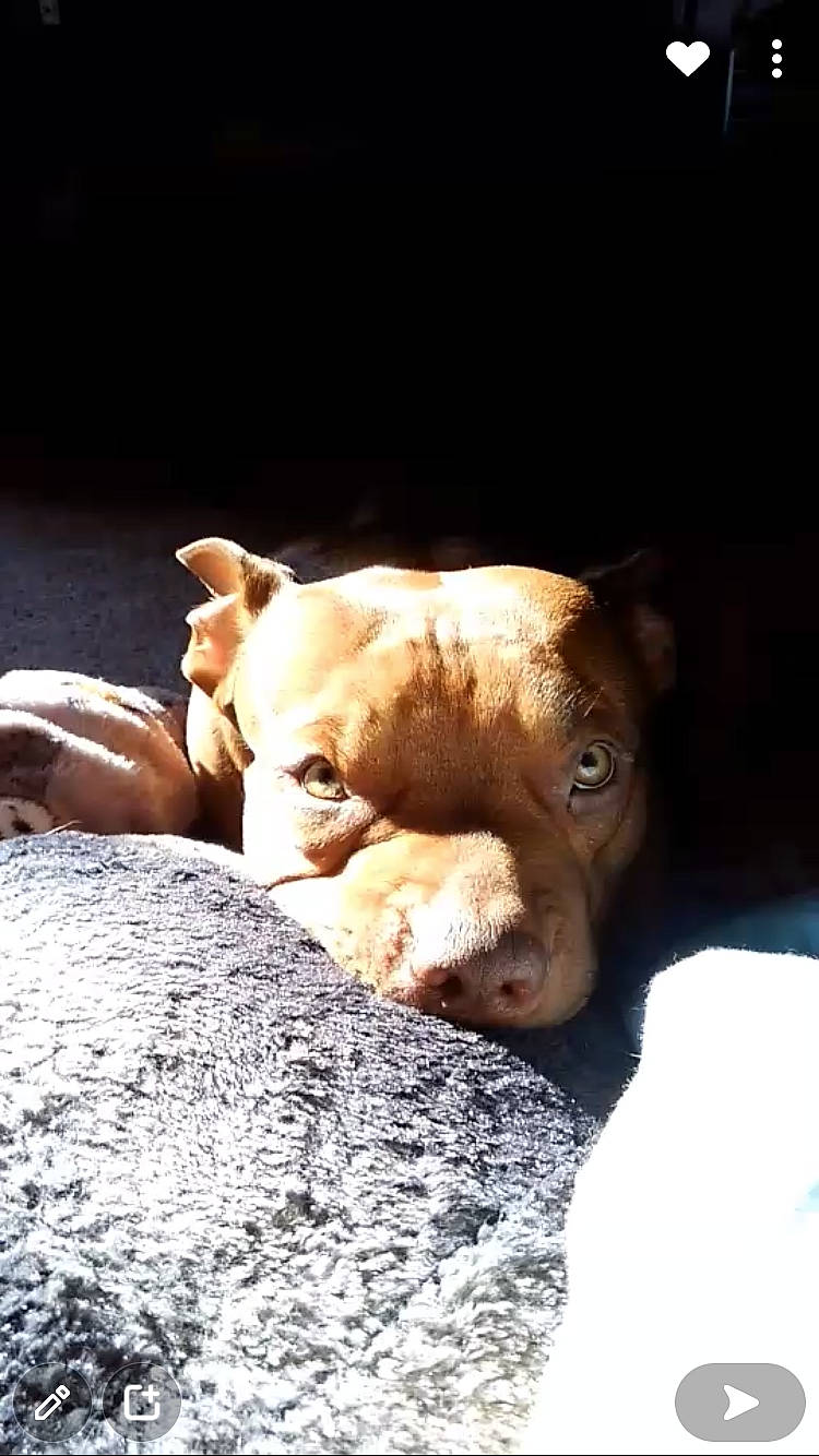 Gremlin joined the competition — help win amazing prizes! canidae, carnivore, comfort, companion_dog, dog, dog_breed, ear, eye, fawn, fur, head, liver, room, snout, sporting_group, terrestrial_animal, whiskers, wood, working_animal, wrinkle