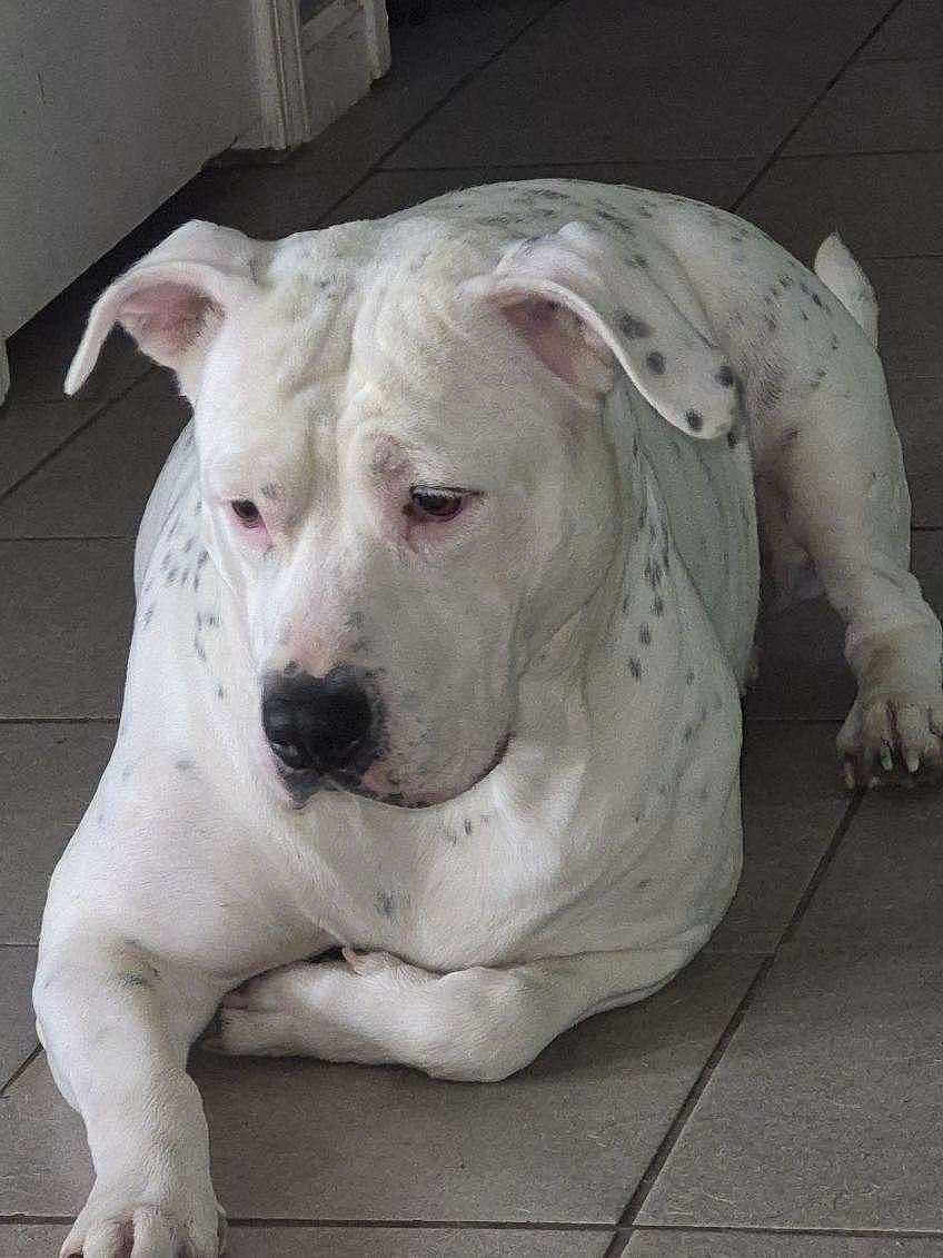 Ziah joined the competition — help win amazing prizes! dog, white_dog, black_spots, tile_floor, indoor, pet, canine, laying_down, ears, nose, paw, animal, quiet, resting, domestic_animal, companion, fur, portrait, relaxed, calm