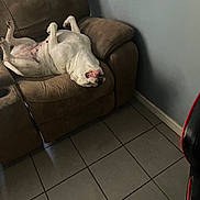 Ziah is registered to the contest to win money with this photo: dog, white_dog, couch, upside_down, relaxed, indoor, tile_floor, living_room, pet, canine, funny_pose, brown_couch, fur, mouth_open, belly_up, paw, home, animal, resting, comfortable