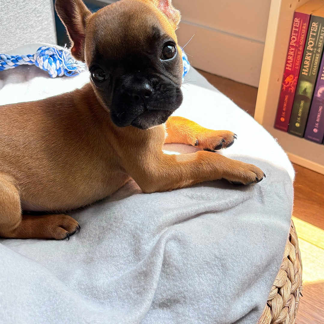 Nova is registered to the contest to win money with this photo: animal, basket, black_nose, blanket, books, bookshelf, brown_fur, cozy, cute, dog, ears, french_bulldog, harry_potter, indoor, pet, puppy, resting, small_dog, sunlight, wooden_floor