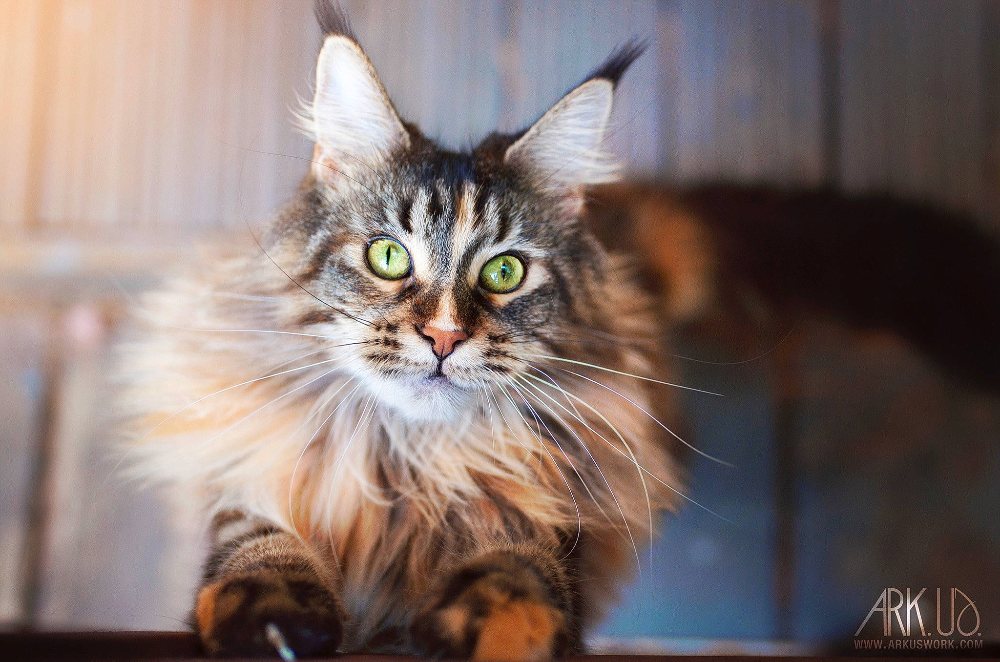 Tala participe au concours pour gagner de l'argent avec cette photo : carnivore, cat, claw, domestic_short_haired_cat, felidae, fur, maine_coon, small_to_medium_sized_cats, snout, terrestrial_animal, whiskers, wildlife
