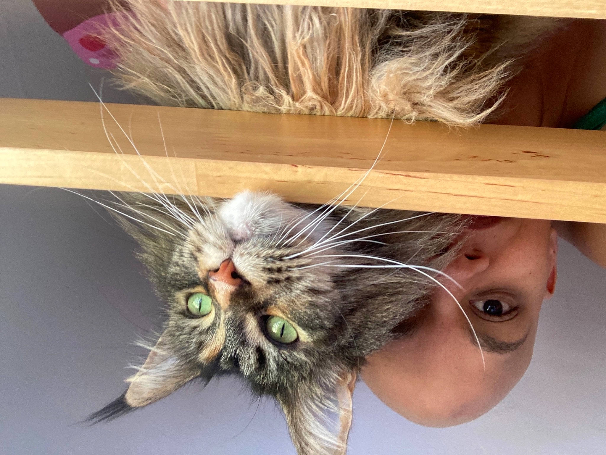 Tala a rejoint le concours — aidez-le/la à gagner de superbes lots ! cat, claw, domestic_short_haired_cat, eyelash, fashion_accessory, felidae, fur, grass, happy, nail, paw, small_to_medium_sized_cats, snout, whiskers