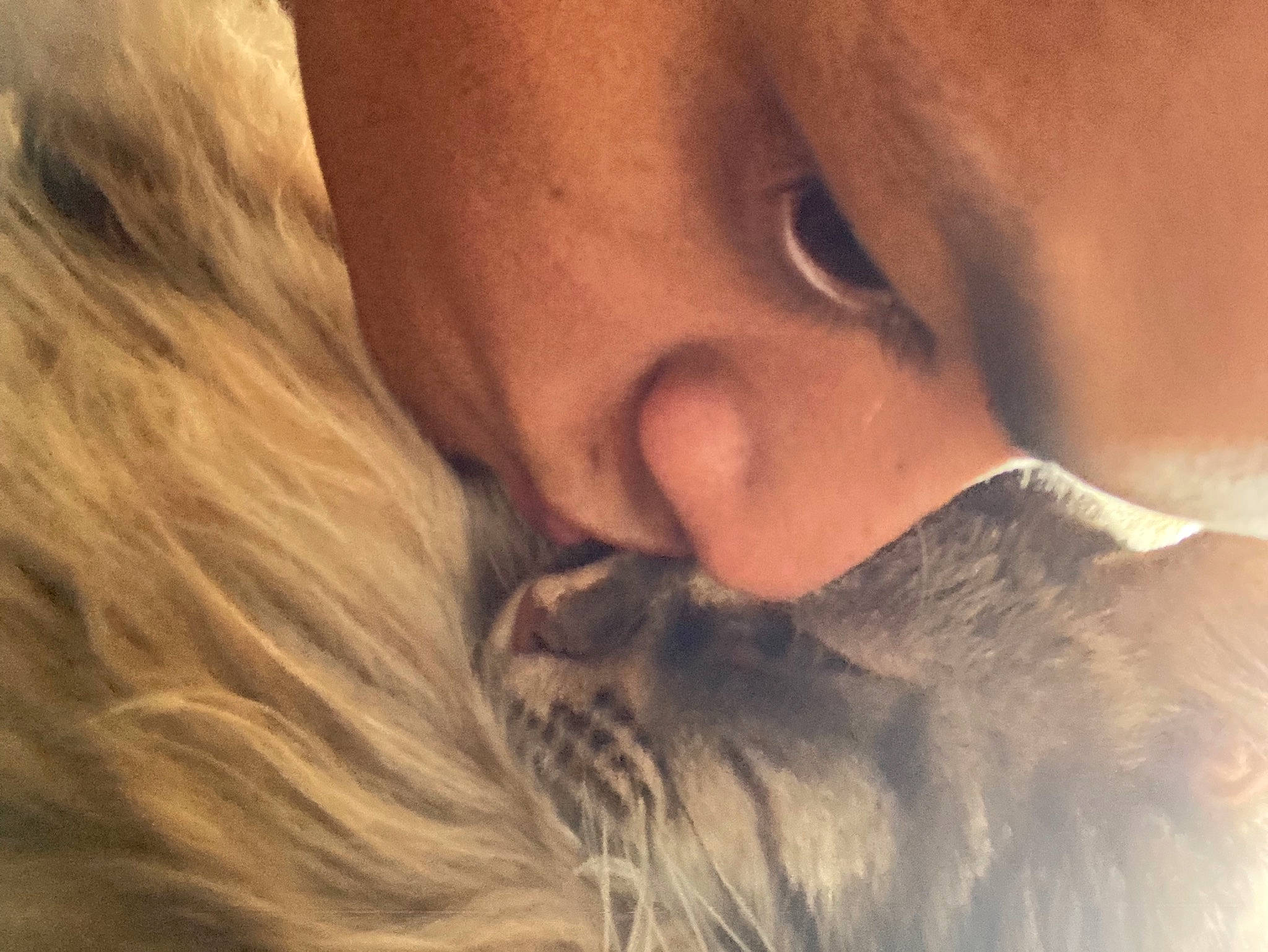 Tala a rejoint le concours — aidez-le/la à gagner de superbes lots ! comfort, companion_dog, ear, eye, eyebrow, eyelash, fawn, felidae, fur_clothing, gesture, hair, happy, liver, long_hair, neck, nose, skin, small_to_medium_sized_cats, snout, whiskers