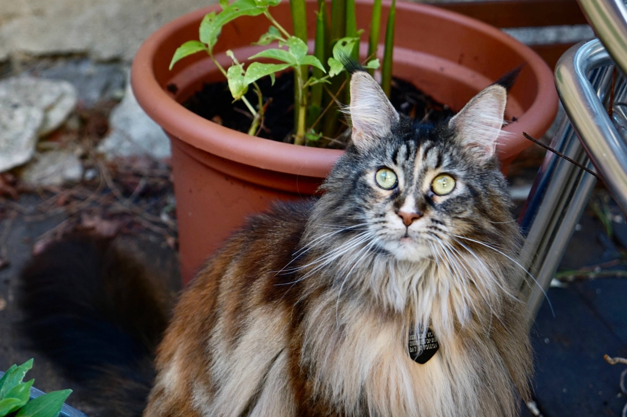 Tala a rejoint le concours — aidez-le/la à gagner de superbes lots ! annual_plant, british_longhair, carnivore, cat, domestic_short_haired_cat, felidae, flowerpot, fur, garden, grass, herb, houseplant, maine_coon, persian, plant, small_to_medium_sized_cats, snout, terrestrial_animal, whiskers, wood