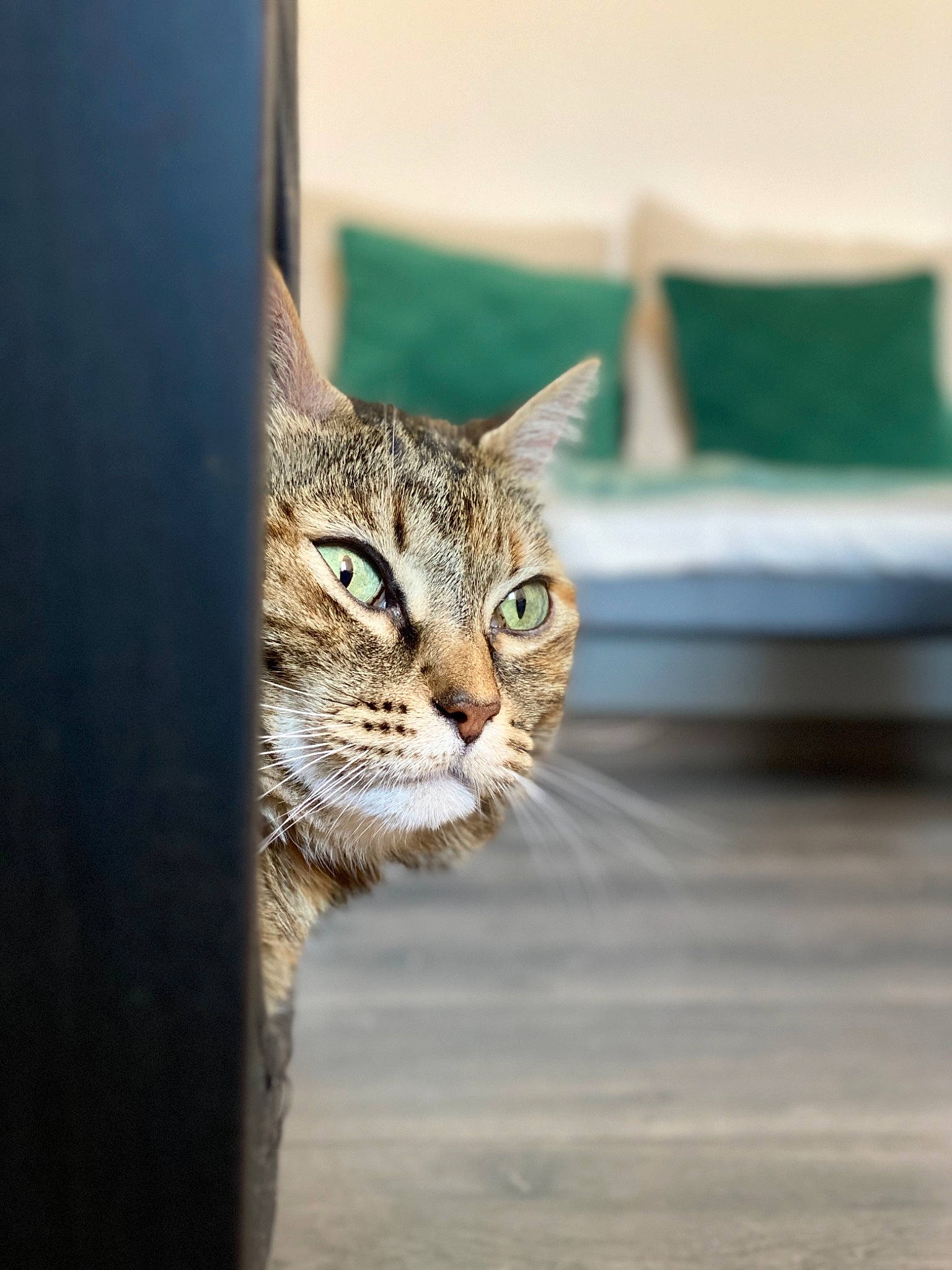 Leeloo a rejoint le concours — aidez-le/la à gagner de superbes lots ! aegean_cat, asian, carnivore, cat, domestic_short_haired_cat, dragon_li, european_shorthair, eye, felidae, kitten, mammal, ocicat, small_to_medium_sized_cats, snout, tabby_cat, tree, whiskers, wild_cat, wildlife, window