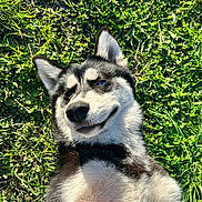 ümy participe au concours pour gagner de l'argent avec cette photo : animal, bodypart, canine, dog, eskimodog, grass, green, herbal, herbs, husky, lawn, mouth, nature, outdoors, person, pet, plant, puppy, vegetation, whitedog