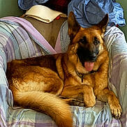 Storm joined the competition — help win amazing prizes! dog, german_shepherd, pet, canine, chair, blanket, fabric, fur, tongue_out, panting, indoor, cozy, resting, portrait, paw, tail, ears, cushion, plaid, home