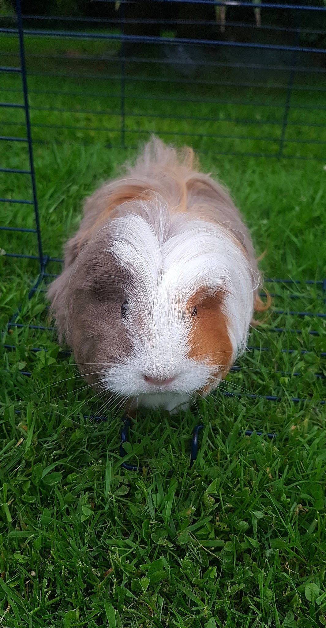 Swing participe au concours pour gagner de l'argent avec cette photo : grass, guinea_pig, rodent