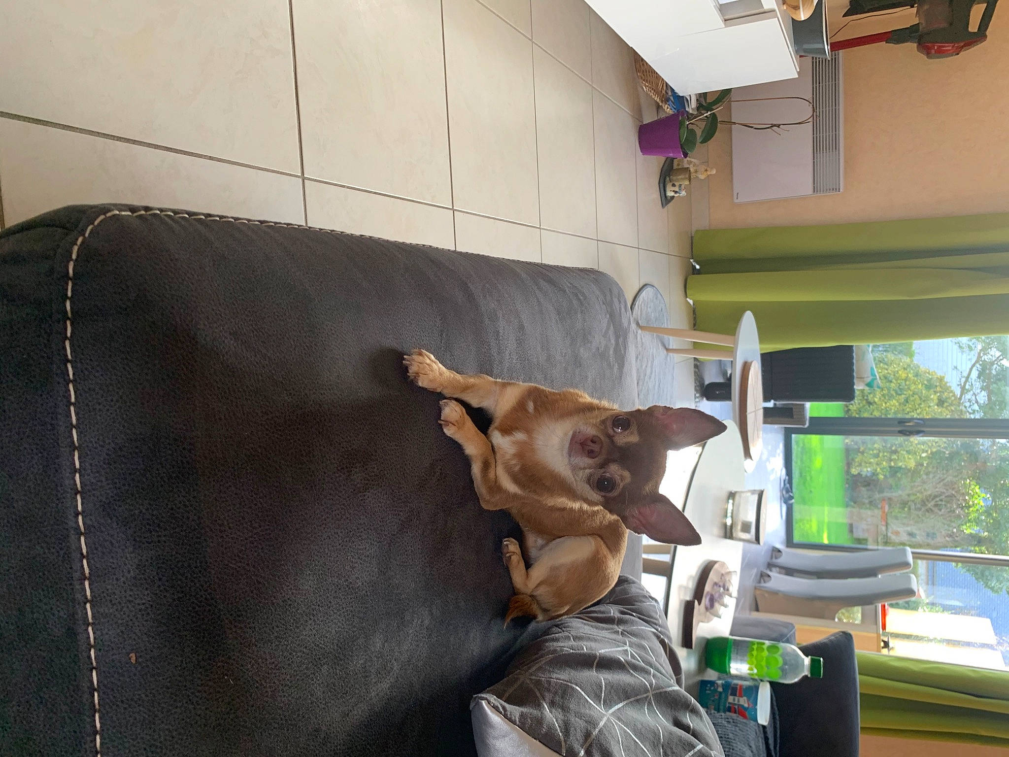 Iris a rejoint le concours — aidez-le/la à gagner de superbes lots ! building, carnivore, chair, comfort, companion_dog, couch, dog, dog_breed, fawn, flooring, hardwood, house, interior_design, plant, room, shade, table, window, wood, working_animal