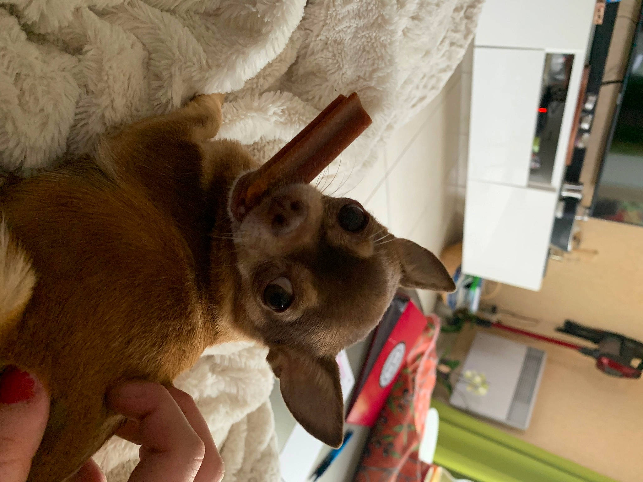 Iris a rejoint le concours — aidez-le/la à gagner de superbes lots ! comfort, companion_dog, dog_breed, ear, fur, plush, room, snout, stuffed_toy, toy, whiskers, wood, working_animal