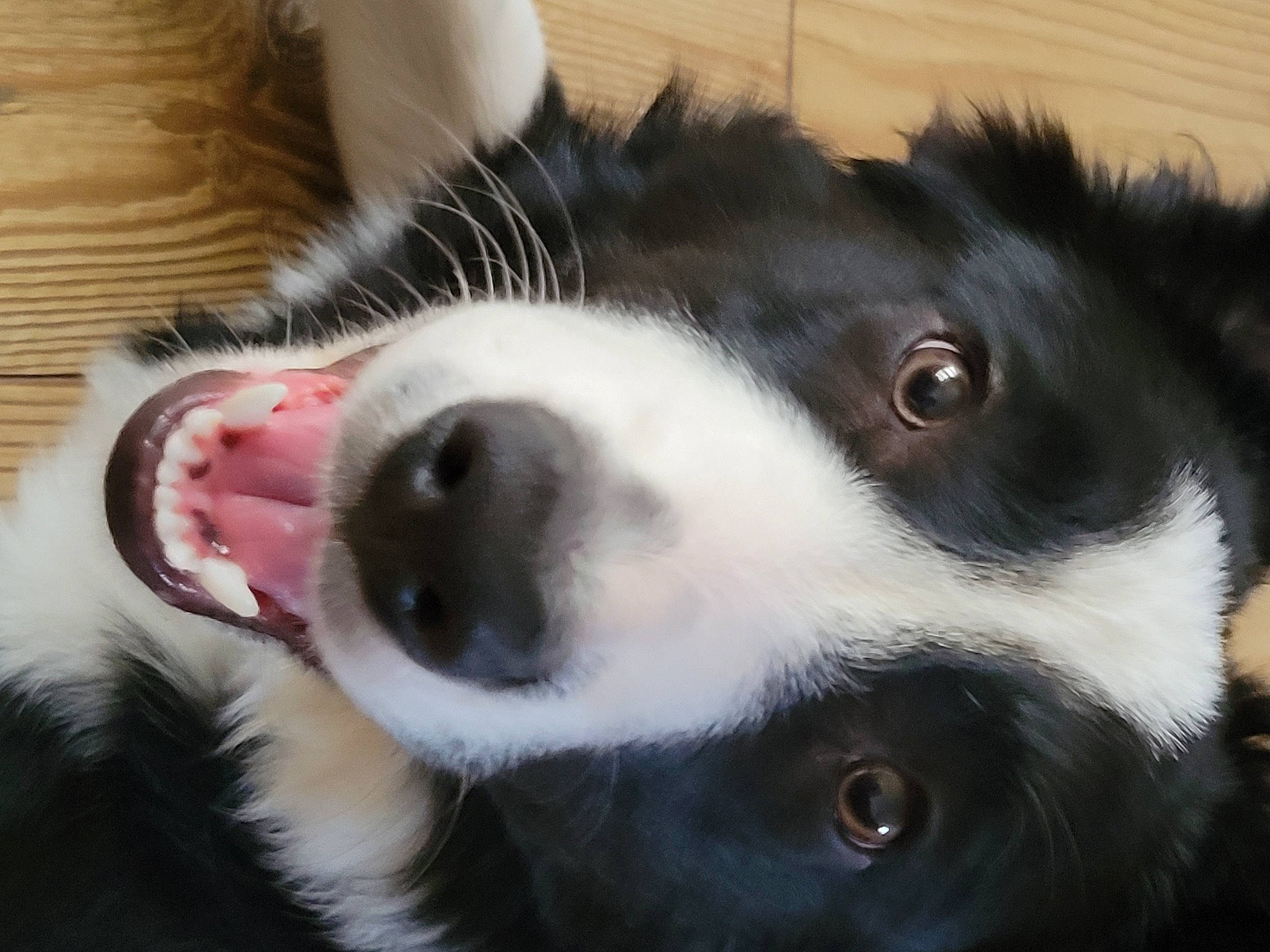 Eiko a rejoint le concours — aidez-le/la à gagner de superbes lots ! border_collie, canidae, carnivore, close_up, collar, companion_dog, dog, dog_breed, ear, fur, herding_dog, jaw, mammal, nose, paw, snout, sporting_group, vertebrate, whiskers, working_animal