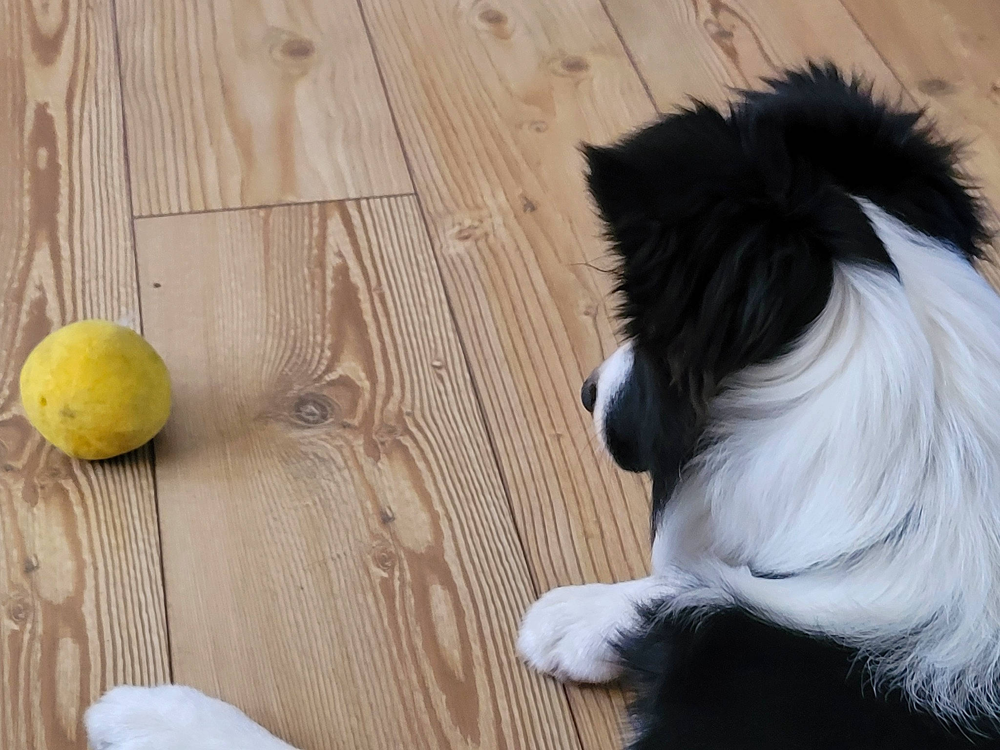 Eiko a rejoint le concours — aidez-le/la à gagner de superbes lots ! ball, canidae, carnivore, companion_dog, dog, dog_breed, flooring, fruit, fur, hardwood, ingredient, meyer_lemon, sporting_group, table, tail, toy_dog, vertebrate, whiskers, wood, wood_stain