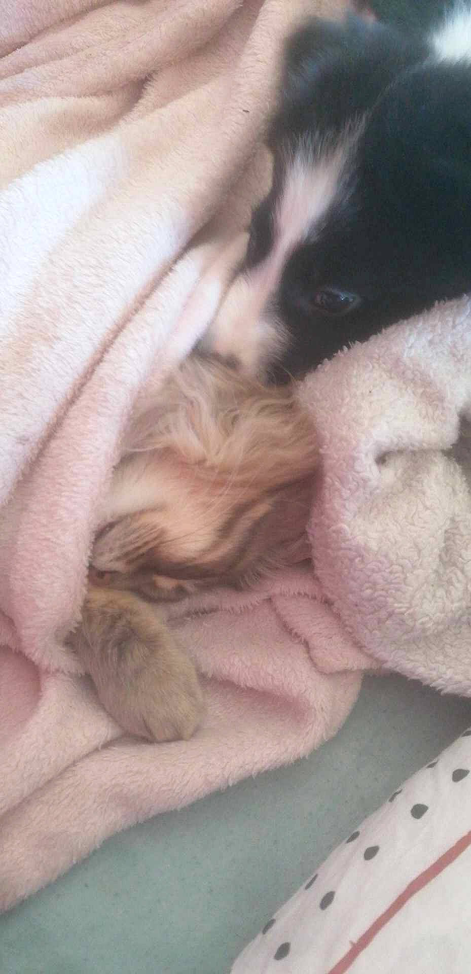 Eiko participe au concours pour gagner de l'argent avec cette photo : canidae, carnivore, cat, claw, comfort, companion_dog, dog_breed, domestic_short_haired_cat, fawn, felidae, fur, gesture, nap, paw, sleep, small_to_medium_sized_cats, snout, sporting_group, tail, whiskers