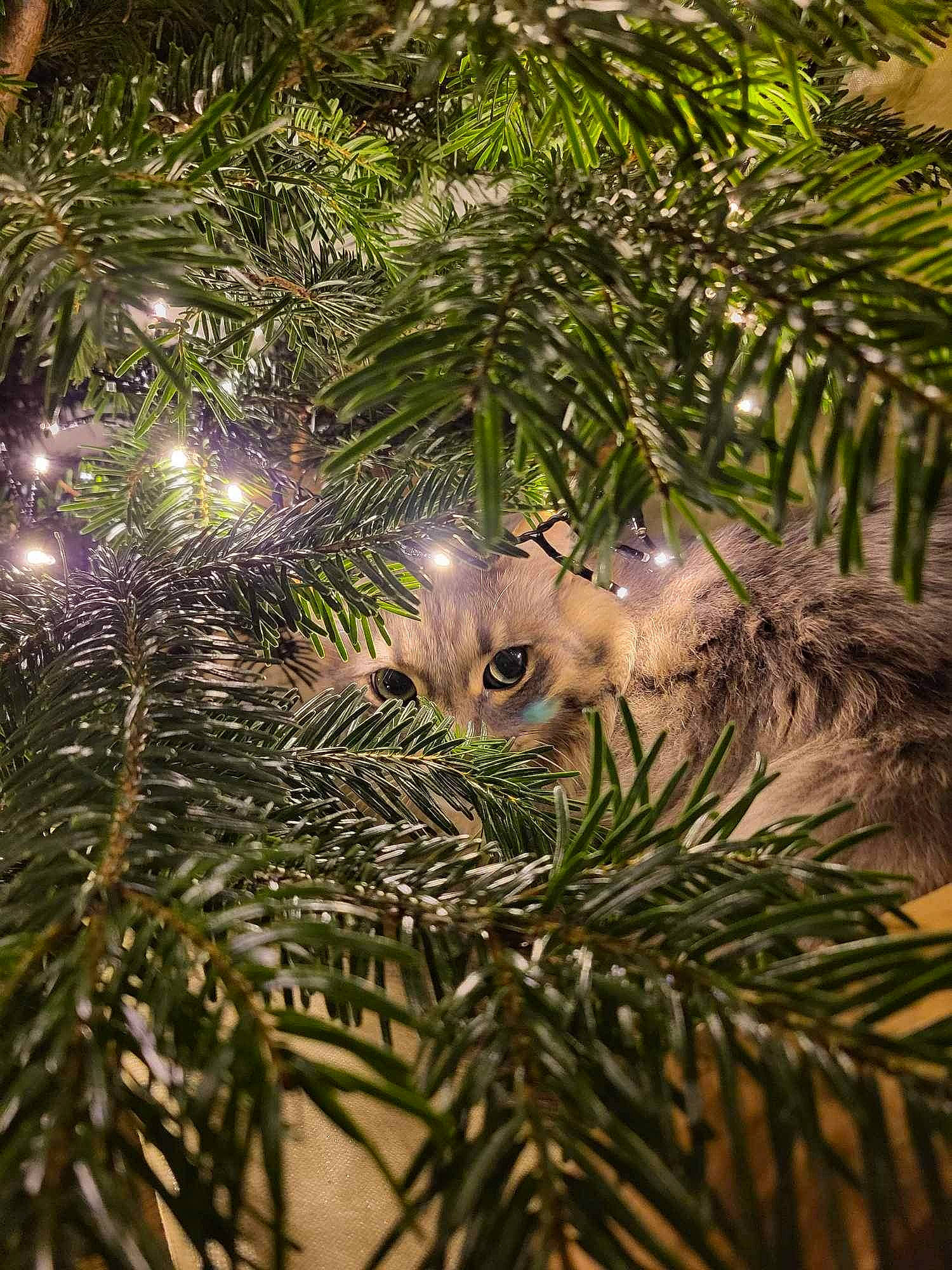 Haru participe au concours pour gagner de l'argent avec cette photo : branch, carnivore, cat, christmas_decoration, christmas_ornament, christmas_tree, event, evergreen, eye, holiday, holiday_ornament, larch, ornament, plant, shortstraw_pine, terrestrial_plant, tree, twig, whiskers, wood