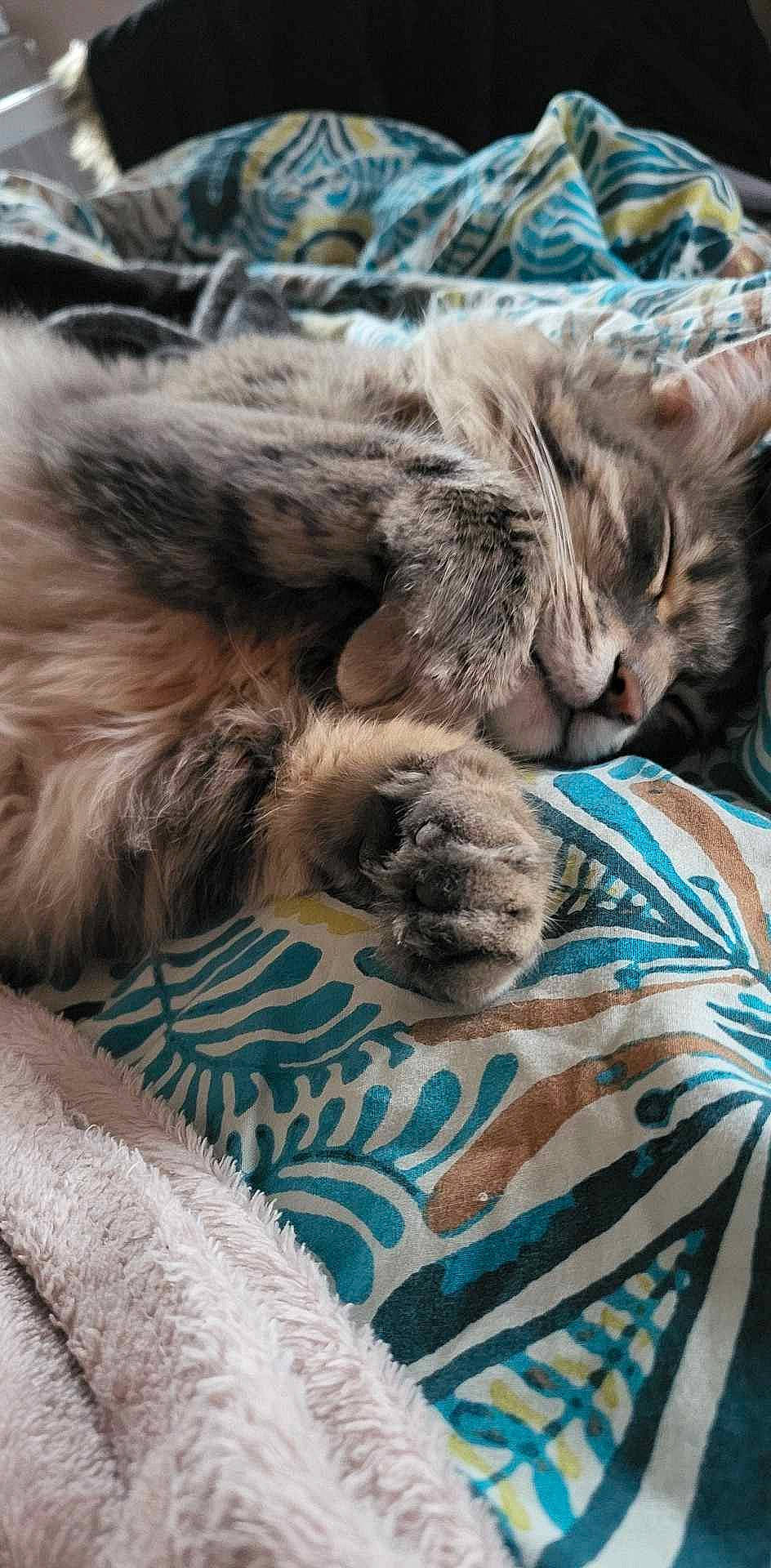 Haru participe au concours pour gagner de l'argent avec cette photo : carnivore, cat, claw, comfort, domestic_short_haired_cat, felidae, fur, grass, grey, nap, paw, plant, sleep, small_to_medium_sized_cats, snout, tail, terrestrial_animal, textile, whiskers, wildlife