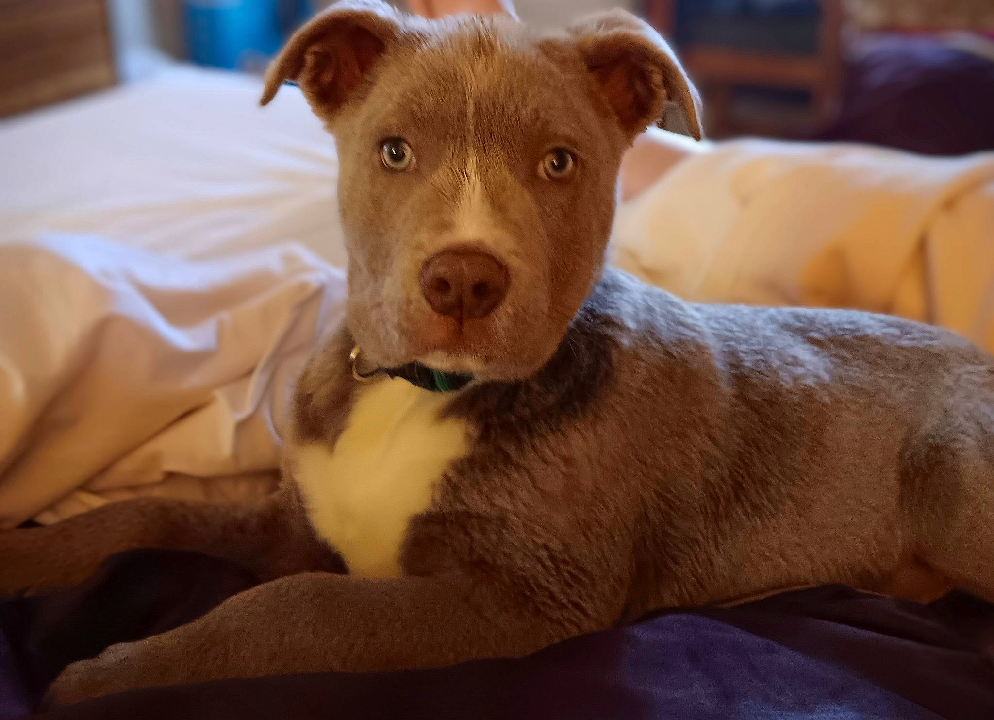 Brutus joined the competition — help win amazing prizes! canidae, carnivore, comfort, companion_dog, corgi_chihuahua, dog, dog_breed, fawn, fur, liver, non_sporting_group, pet_supply, sporting_group, terrestrial_animal, whiskers, working_animal