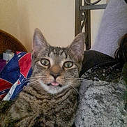 Lucifer is registered to the contest to win money with this photo: cat, tabby_cat, pet, animal, tongue_out, close_up, indoor, feline, whiskers, ears, fur, striped, resting, human_lap, blanket, bed_frame, cute, adorable, face, eyes