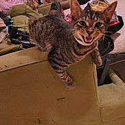 Lucifer is registered to the contest to win money with this photo: animal_face, bag, cat, closeup, clutter, couch, domestic_animal, ears, feline, floral_wallpaper, furniture, household, indoor, meowing, pet, playful, scratched_couch, shoes, tabby_cat, whiskers