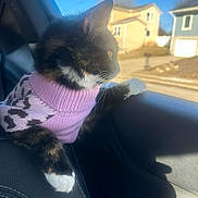 Gaga is registered to the contest to win money with this photo: car_interior, cat, cozy, driveway, fur, leather_seat, looking_out, paw, pet, pink_sweater, portrait, reflection, side_profile, suburban_houses, sunlight, sweater, tortoiseshell_cat, whiskers, white_paws, window