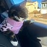 car_interior, cat, cozy, driveway, fur, leather_seat, looking_out, paw, pet, pink_sweater, portrait, reflection, side_profile, suburban_houses, sunlight, sweater, tortoiseshell_cat, whiskers, white_paws, window