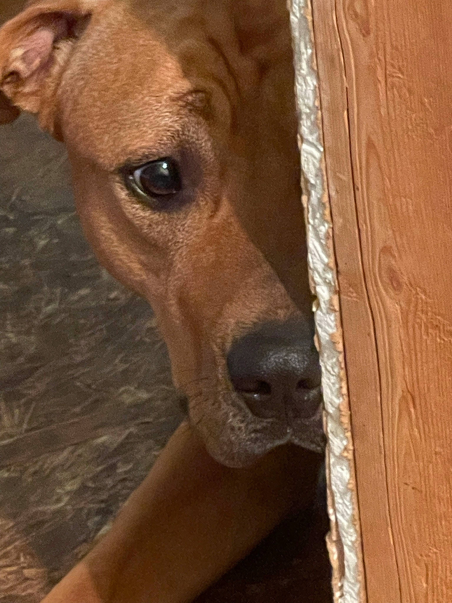 Merlin joined the competition — help win amazing prizes! canidae, carnivore, collar, companion_dog, dog, dog_breed, dog_collar, dog_supply, ear, eye, fawn, fur, pet_supply, sighthound, snout, sporting_group, terrestrial_animal, whiskers, wood, working_animal