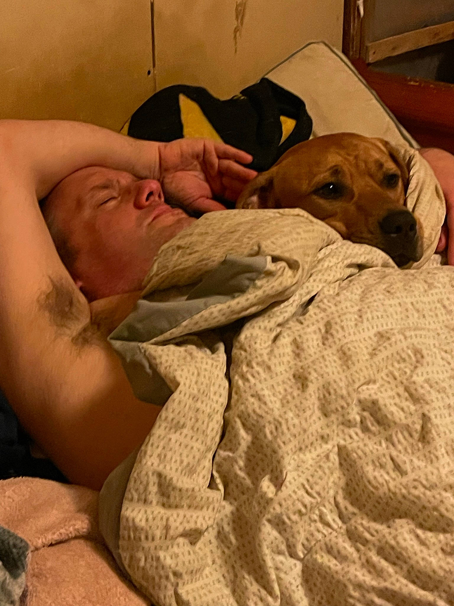 Merlin joined the competition — help win amazing prizes! abdomen, bed, bedding, canidae, carnivore, chest, comfort, companion_dog, dog, dog_breed, fawn, fur, jaw, linens, room, selfie, sporting_group, wood, working_animal, wrinkle