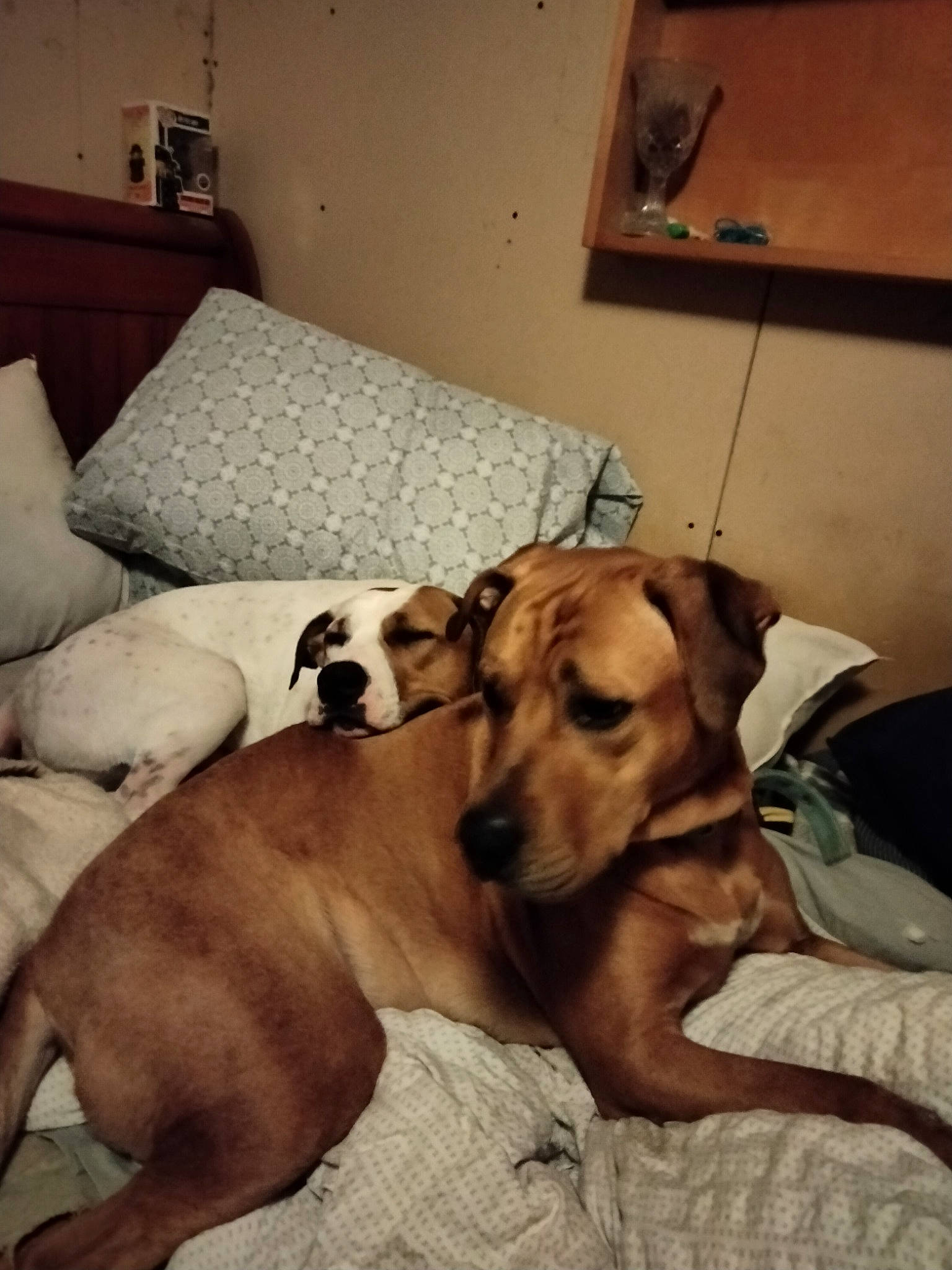 Merlin joined the competition — help win amazing prizes! canidae, carnivore, chair, comfort, companion_dog, couch, dog, dog_breed, fawn, floor, flooring, hardwood, linens, living_room, picture_frame, room, sporting_group, tail, whiskers, working_animal