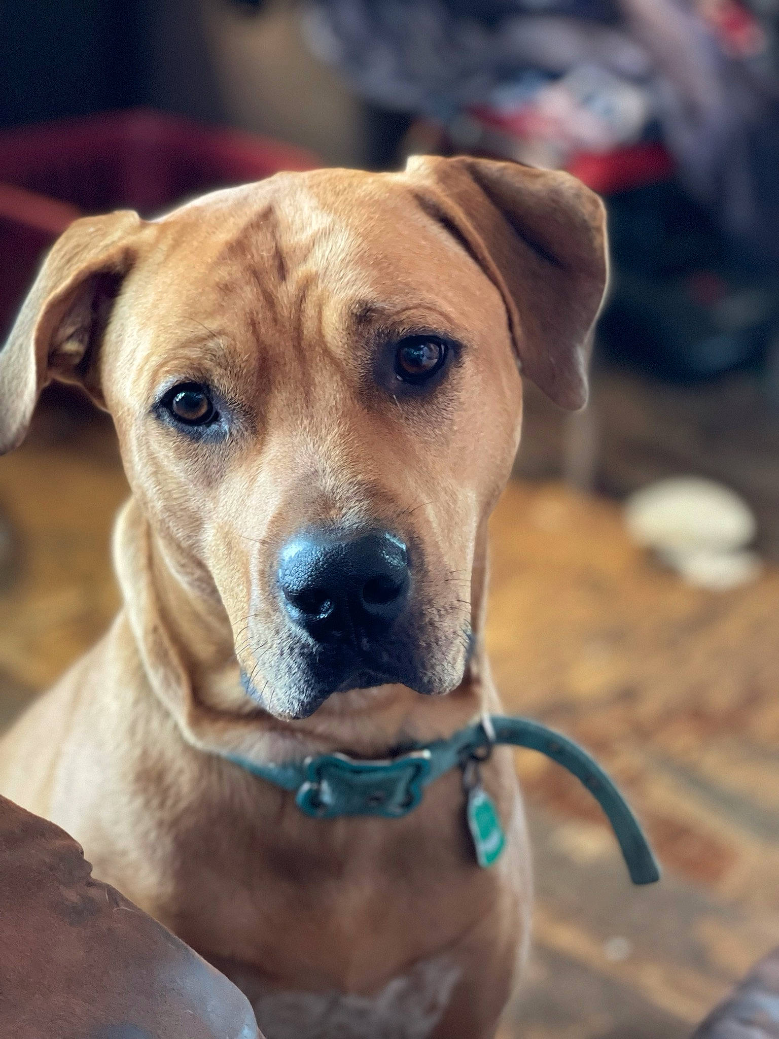 Merlin is registered to the contest to win money with this photo: belt, canidae, carnivore, collar, companion_dog, dog, dog_breed, dog_collar, dog_supply, electric_blue, fawn, fur, pet_supply, snout, sporting_group, strap, whiskers, working_dog