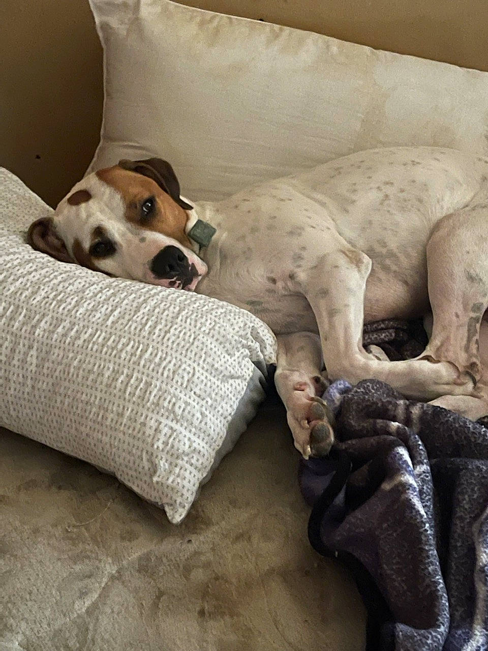 Doc is registered to the contest to win money with this photo: bedding, canidae, carnivore, comfort, companion_dog, couch, dog, dog_breed, dog_supply, fawn, flooring, fur, linens, nap, non_sporting_group, snout, sporting_group, tail, terrestrial_animal, working_animal