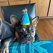 Mikey is registered to the contest to win money with this photo: animal, blue, cabinet, chair, closeup, cute, dog, ears, french_bulldog, home, indoor, party_hat, pattern, paw, pet, portrait, resting, snout, tablecloth, wooden_floor