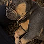 Mikey is registered to the contest to win money with this photo: animal, black, brown, closeup, cozy, cushion, cute, dog, ears, french_bulldog, fur, indoor, nap, paws, pet, puppy, relaxed, resting, sleeping, tan