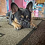 Mikey is registered to the contest to win money with this photo: blurred_background, carpet, cute, dog, ears, face, floor, french_bulldog, home, indoor, living_room, nose, paws, person, pet, pink_wall, puppy, resting, table, wooden_cabinet