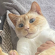 Coco participe au concours pour gagner de l'argent avec cette photo : cat, close_up, orange_cat, white_fur, blue_eyes, paw, pet, animal, feline, cozy, blanket, texture, indoor, cute, domestic_cat, whiskers, soft, hand, holding, relaxed
